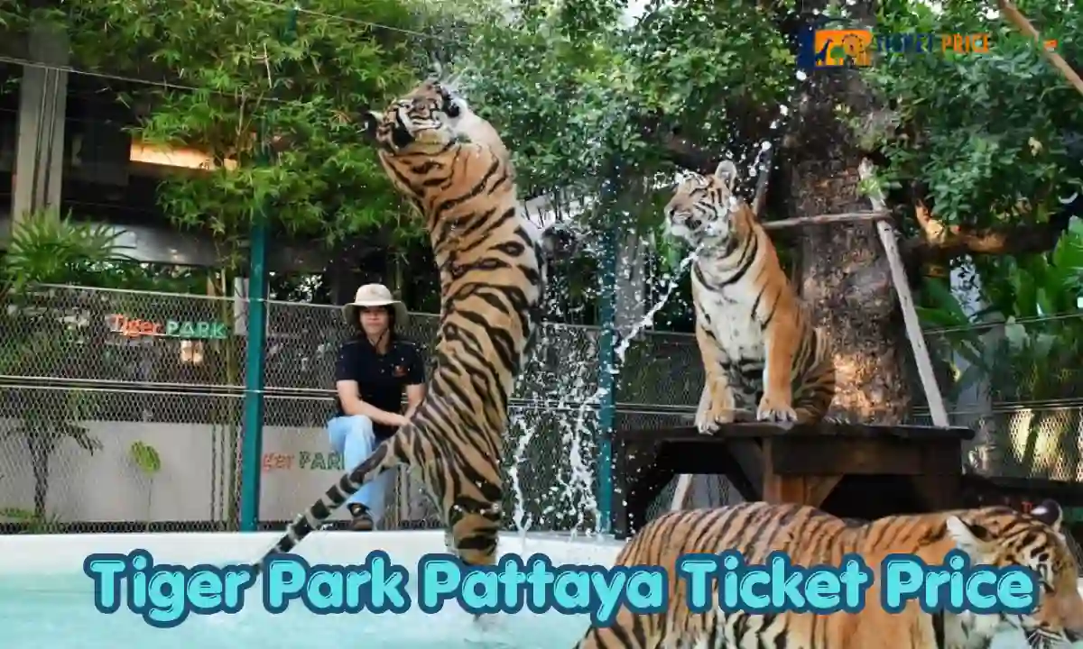 Tiger Park Pattaya Ticket Price